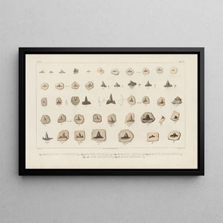 Louis Agassiz - Recherches sur les poissons fossiles Pl302.webp