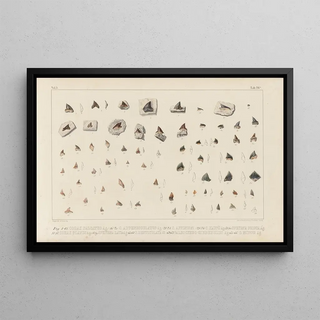 Louis Agassiz - Recherches sur les poissons fossiles Pl308.webp