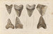 Recherches sur les poissons fossiles Pl. 311 - Louis Agassiz — vy av konstverket