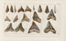 Recherches sur les poissons fossiles Pl312 - Louis Agassiz — vy av konstverket