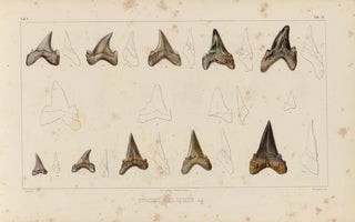 Louis Agassiz - Recherches sur les poissons fossiles Pl314.webp