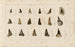Recherches sur les poissons fossiles Pl317 - Louis Agassiz — vy av konstverket