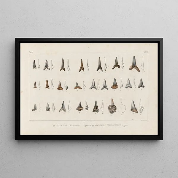 Louis Agassiz - Recherches sur les poissons fossiles Pl318.webp
