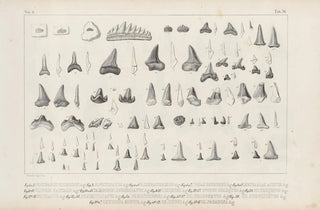 Louis Agassiz - Recherches sur les poissons fossiles Pl319.webp