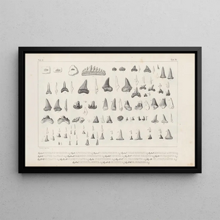 Louis Agassiz - Recherches sur les poissons fossiles Pl319.webp
