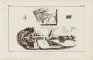 Louis Agassiz - Recherches sur les poissons fossiles Pl322.webp