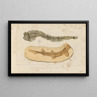 Louis Agassiz - Recherches sur les poissons fossiles Pl323.webp