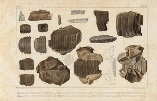 Louis Agassiz - Recherches sur les poissons fossiles Pl335.webp