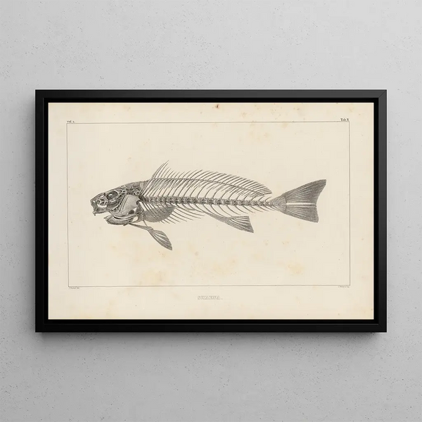 Recherches sur les poissons fossiles Pl345 - Louis Agassiz — inramlat konstverk på väggen