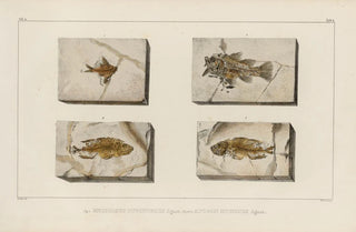 Louis Agassiz - Recherches sur les poissons fossiles Pl355.webp