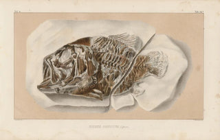 Louis Agassiz - Recherches sur les poissons fossiles Pl362.webp