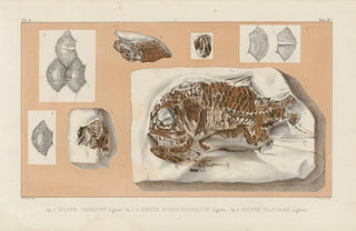 Louis Agassiz - Recherches sur les poissons fossiles Pl363.webp