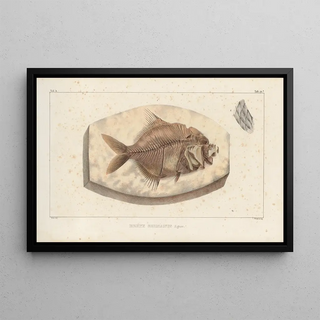 Louis Agassiz - Recherches sur les poissons fossiles Pl366.webp