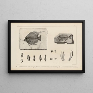 Louis Agassiz - Recherches sur les poissons fossiles Pl370.webp