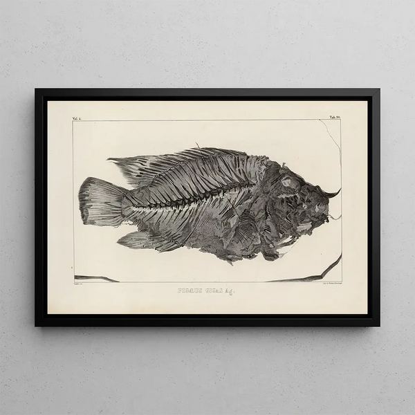 Recherches sur les poissons fossiles Pl371 - Louis Agassiz — inramlat konstverk på väggen