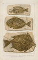 Recherches sur les poissons fossiles Pl386 - Louis Agassiz — vy av konstverket