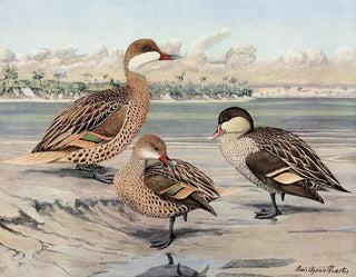 Bahamas-ankan, ö-ankan Galápagos-ön, afrikansk röd näbb-anka - Louis Agassiz Fuertes — vy av konstverket