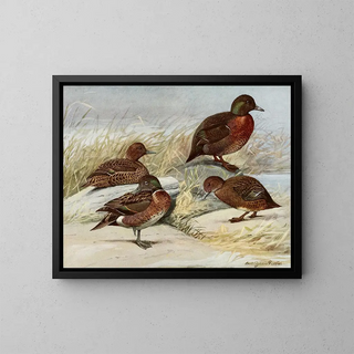 Louis Agassiz Fuertes - Brown Duck Auckland Island Duck.webp