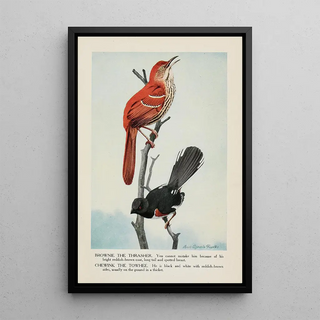 Louis Agassiz Fuertes - Brownie the Thrasher Chewink the Towhee.webp