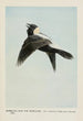 Bob the Meadow Lark - Louis Agassiz Fuertes — vy av konstverket