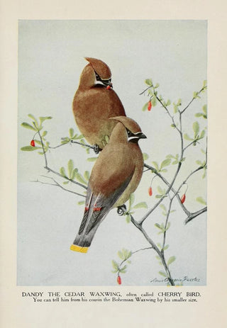 Louis Agassiz Fuertes - Dandy the Cedar Waxwing Cherry Bird.webp