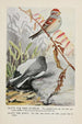 Dotty le bruant des arbres Slaty le junco - Louis Agassiz Fuertes — vy av konstverket