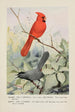 Glory le cardinal Kitty le moqueur chat - Louis Agassiz Fuertes — vy av konstverket