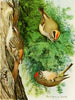 Roitelet à couronne dorée Roitelet à couronne rubis Grimpereau brun - Louis Agassiz Fuertes — vy av konstverket
