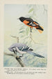 Goldie l'oriole de Baltimore Sammy le geai - Louis Agassiz Fuertes — vy av konstverket
