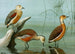 Dendrocygne siffleur, dendrocygne d'Amérique, fauve dendrocygne - Louis Agassiz Fuertes — vy av konstverket