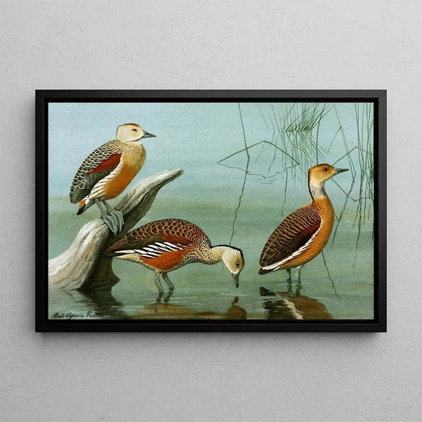 Dendrocygne siffleur, dendrocygne d'Amérique, fauve dendrocygne - Louis Agassiz Fuertes — inramlat konstverk på väggen