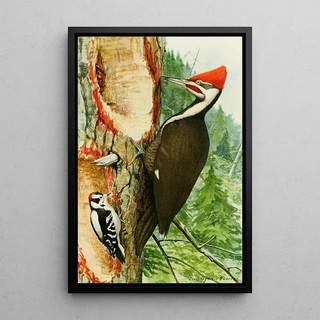 Louis Agassiz Fuertes - Pileated WoodpeckerDowny Woodpecker.webp
