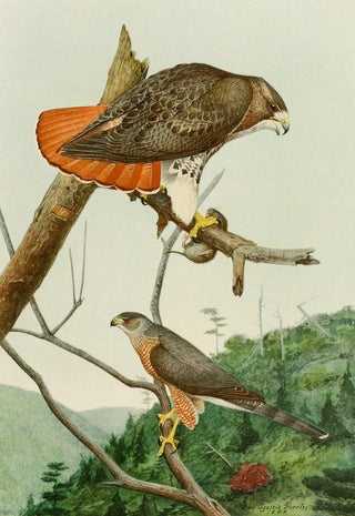 Louis Agassiz Fuertes - RedTailed HawkCoopers Hawk.webp