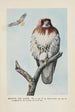 Redtail la Buse - Louis Agassiz Fuertes — vy av konstverket