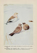 Snowflake le Bruant des neiges Wanderer l'Alouette hausse-col - Louis Agassiz Fuertes — vy av konstverket