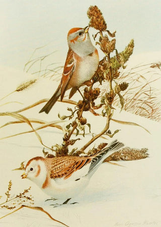 Louis Agassiz Fuertes - Tree SparrowSnowflake.webp