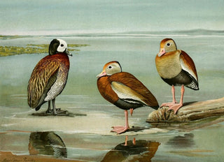 Louis Agassiz Fuertes - WhiteFaced Tree Duck BlackBellied Tree Duck GrayBreasted Tree Duck.webp