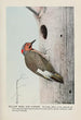 Yellow Wing le Pic flamboyant - Louis Agassiz Fuertes — vy av konstverket