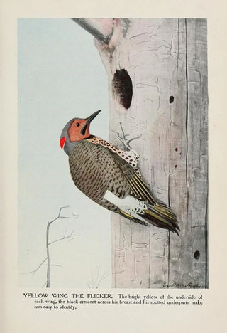 Louis Agassiz Fuertes - Yellow Wing the Flicker.webp