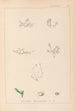 Herbier de la flore française Pl0001 - Louis Antoine Cusin — vy av konstverket