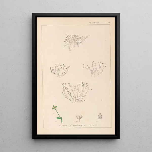 Louis Antoine Cusin - Herbier de la flore franaise Pl0002.webp