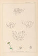 Herbier de la flore française Pl0002 - Louis Antoine Cusin — vy av konstverket