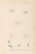 Herbier de la flore française Pl0003 - Louis Antoine Cusin — vy av konstverket