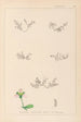 Herbier de la flore française Pl0004 - Louis Antoine Cusin — vy av konstverket