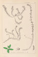 Herbier de la flore française Pl0006 - Louis Antoine Cusin — vy av konstverket