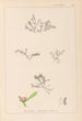Herbier de la flore française Pl0007 - Louis Antoine Cusin — vy av konstverket