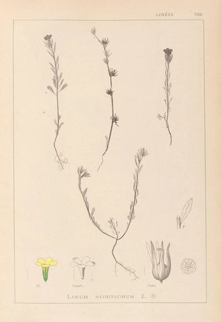 Louis Antoine Cusin - Herbier de la flore franaise Pl0008.webp