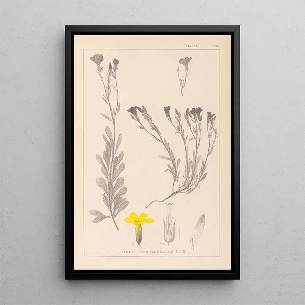 Louis Antoine Cusin - Herbier de la flore franaise Pl0009.webp