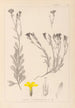Herbier de la flore française Pl0009 - Louis Antoine Cusin — vy av konstverket