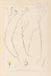 Herbier de la flore française Pl0010 - Louis Antoine Cusin — vy av konstverket